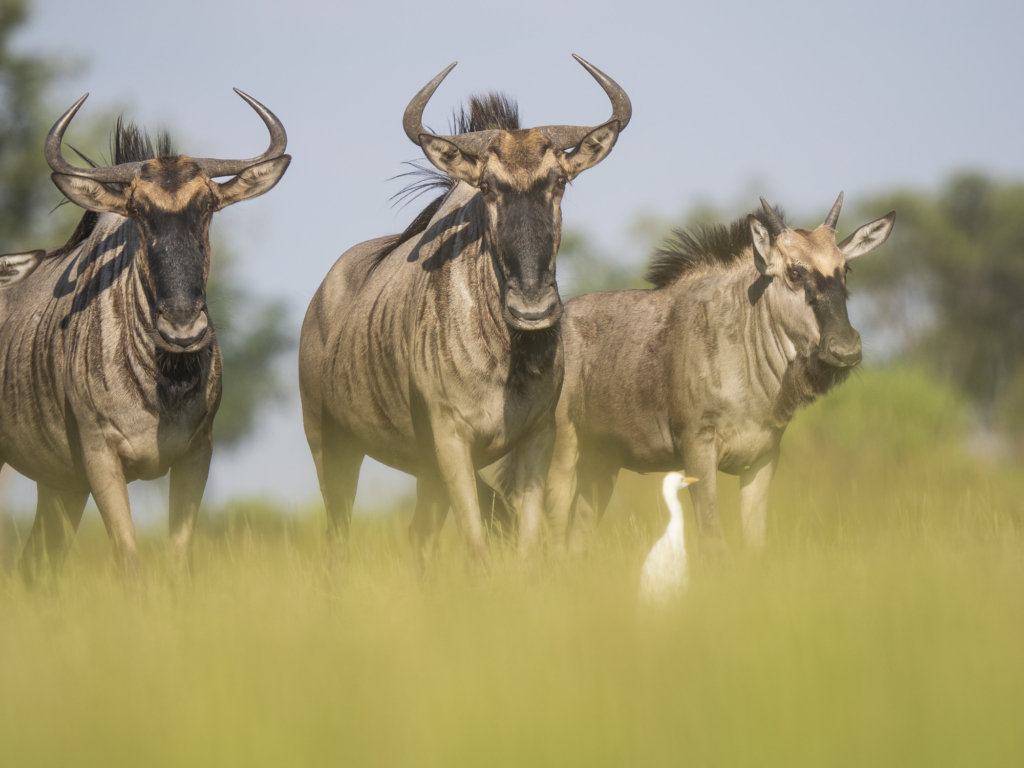 Emerald season i Okavangodeltat och Chobe floden, Botswana. Fotoresa med Wild Nature fotoresor. Foto: Henrik Karlsson