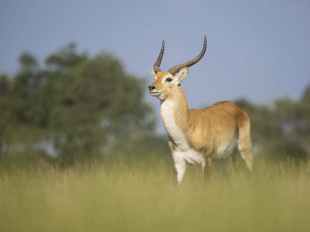 Emerald season i Okavangodeltat och Chobe floden, Botswana. Fotoresa med Wild Nature fotoresor. Foto: Henrik Karlsson