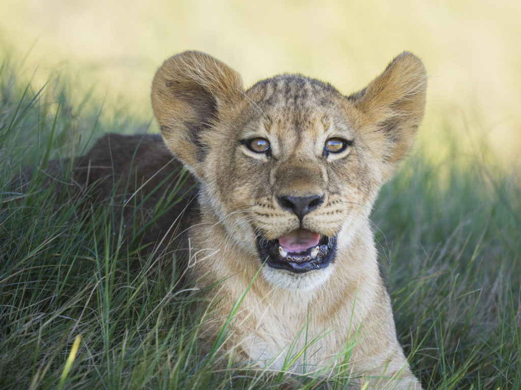 Emerald season i Okavangodeltat och Chobe floden, Botswana. Fotoresa med Wild Nature fotoresor. Foto: Henrik Karlsson