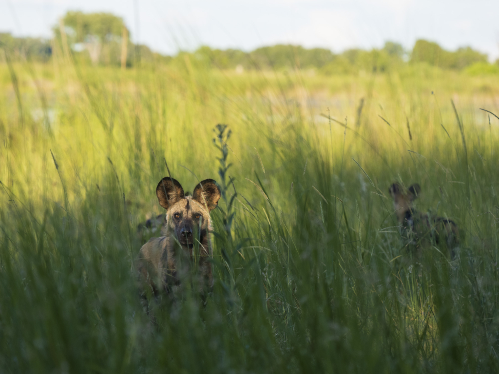 Emerald season i Okavangodeltat och Chobe floden, Botswana. Fotoresa med Wild Nature fotoresor. Foto: Henrik Karlsson