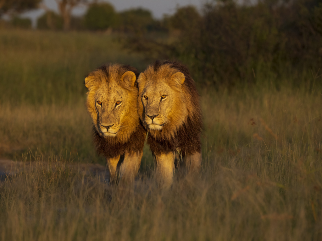 Emerald season i Okavangodeltat och Chobe floden, Botswana. Fotoresa med Wild Nature fotoresor. Foto: Henrik Karlsson