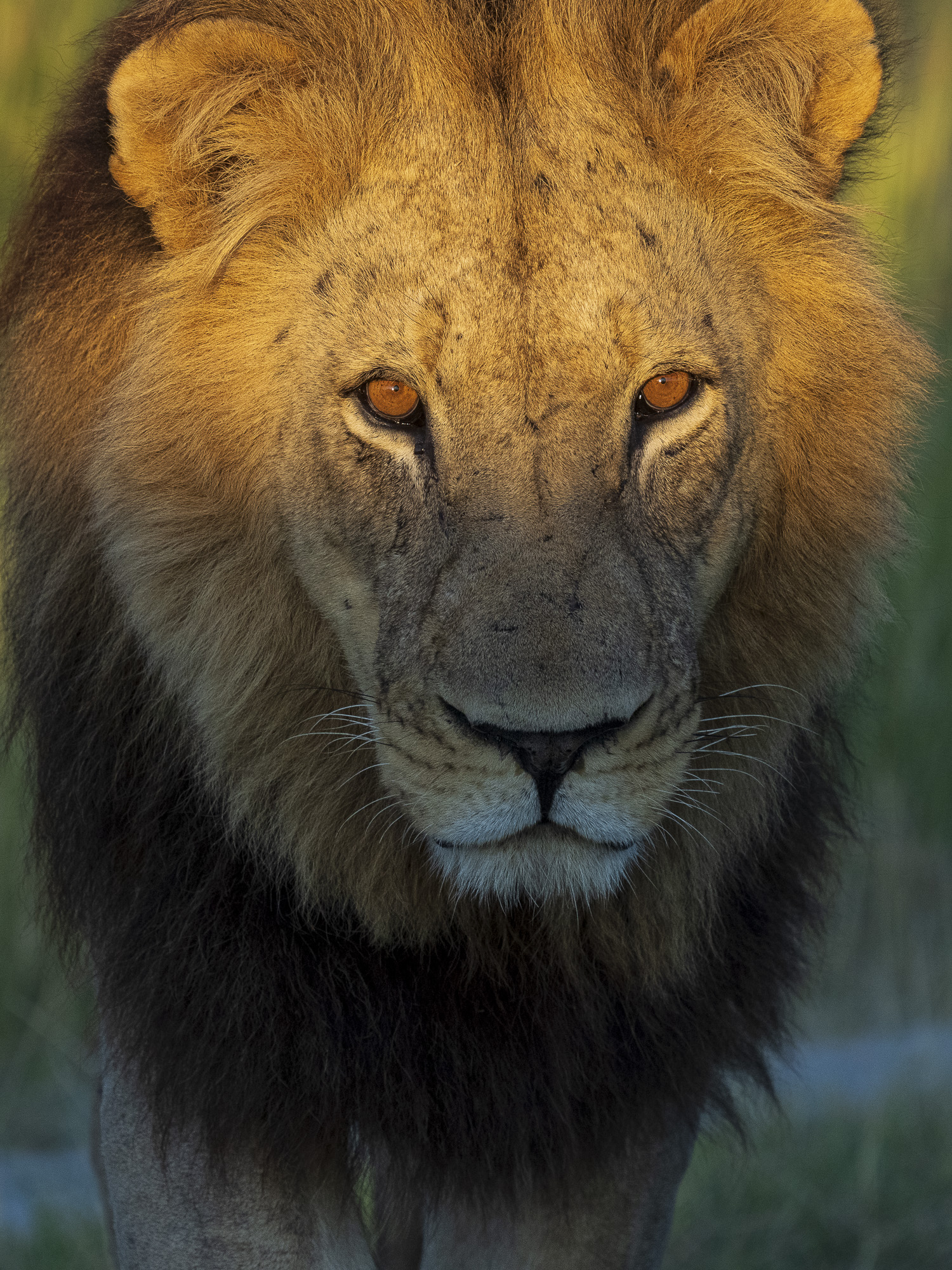 Emerald season i Okavangodeltat och Chobe floden, Botswana. Fotoresa med Wild Nature fotoresor. Foto: Henrik Karlsson