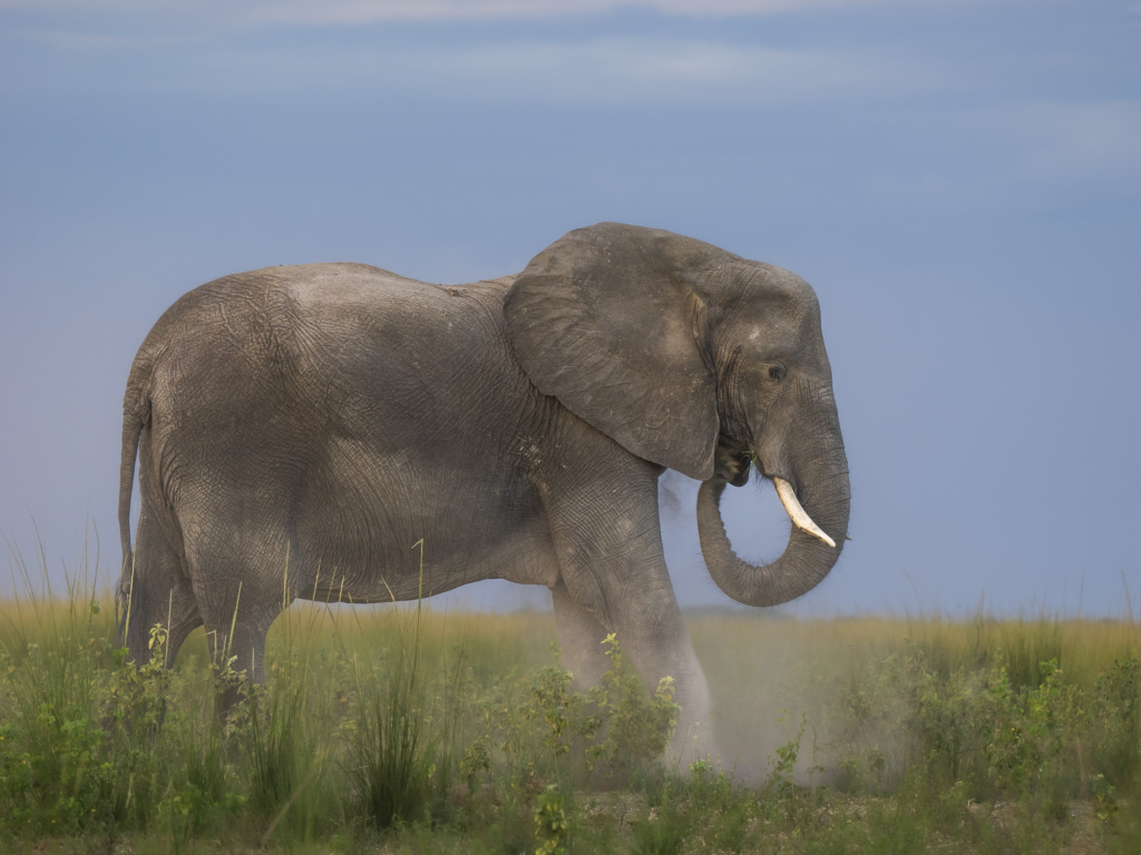 Emerald season i Okavangodeltat och Chobe floden, Botswana. Fotoresa med Wild Nature fotoresor. Foto: Henrik Karlsson