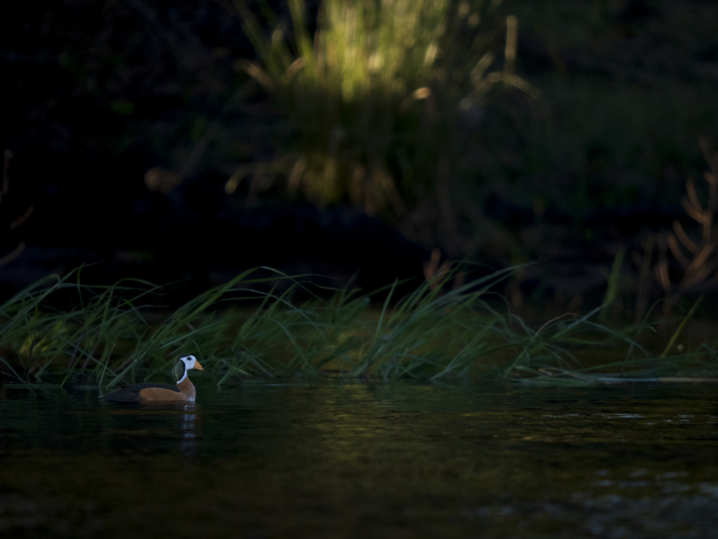 Emerald season i Okavangodeltat och Chobe floden, Botswana. Fotoresa med Wild Nature fotoresor. Foto: Henrik Karlsson