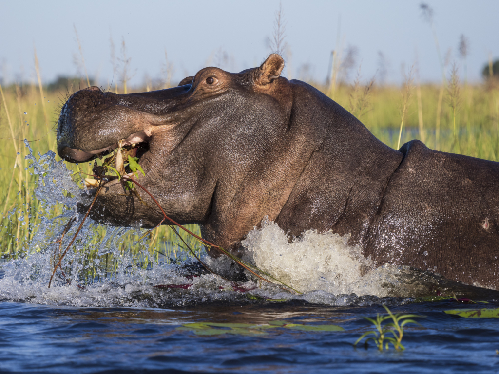 Emerald season i Okavangodeltat och Chobe floden, Botswana. Fotoresa med Wild Nature fotoresor. Foto: Henrik Karlsson