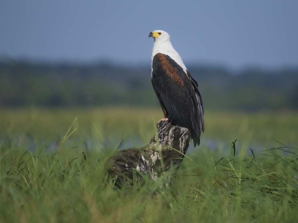 Emerald season i Okavangodeltat och Chobe floden, Botswana. Fotoresa med Wild Nature fotoresor. Foto: Henrik Karlsson