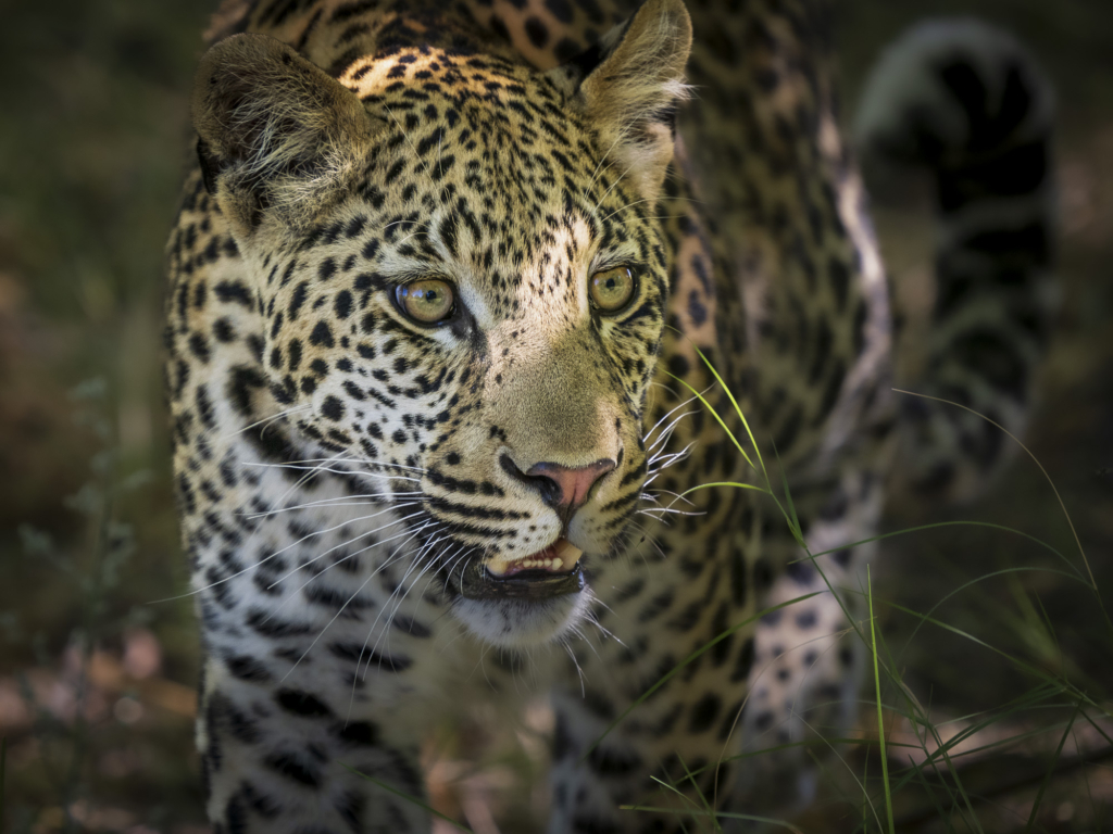 Emerald season i Okavangodeltat och Chobe floden, Botswana. Fotoresa med Wild Nature fotoresor. Foto: Henrik Karlsson