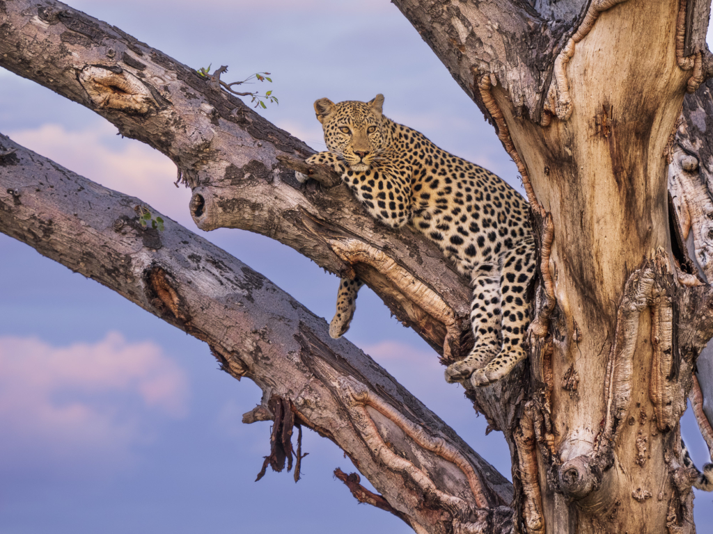 Emerald season i Okavangodeltat och Chobe floden, Botswana. Fotoresa med Wild Nature fotoresor. Foto: Henrik Karlsson