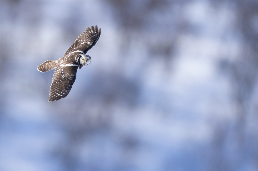 Arktisk vårvinterfågelfest i Varanger, Norge. Fotoresa med Wild Nature fotoresor. Foto Magnus Martinsson