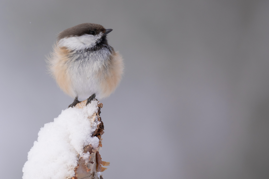 Arktisk vårvinterfågelfest i Varanger, Norge. Fotoresa med Wild Nature fotoresor. Foto Magnus Martinsson