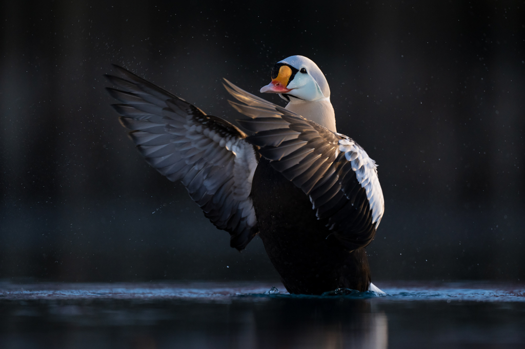 Arktisk vårvinterfågelfest i Varanger, Norge. Fotoresa med Wild Nature fotoresor. Foto Magnus Martinsson