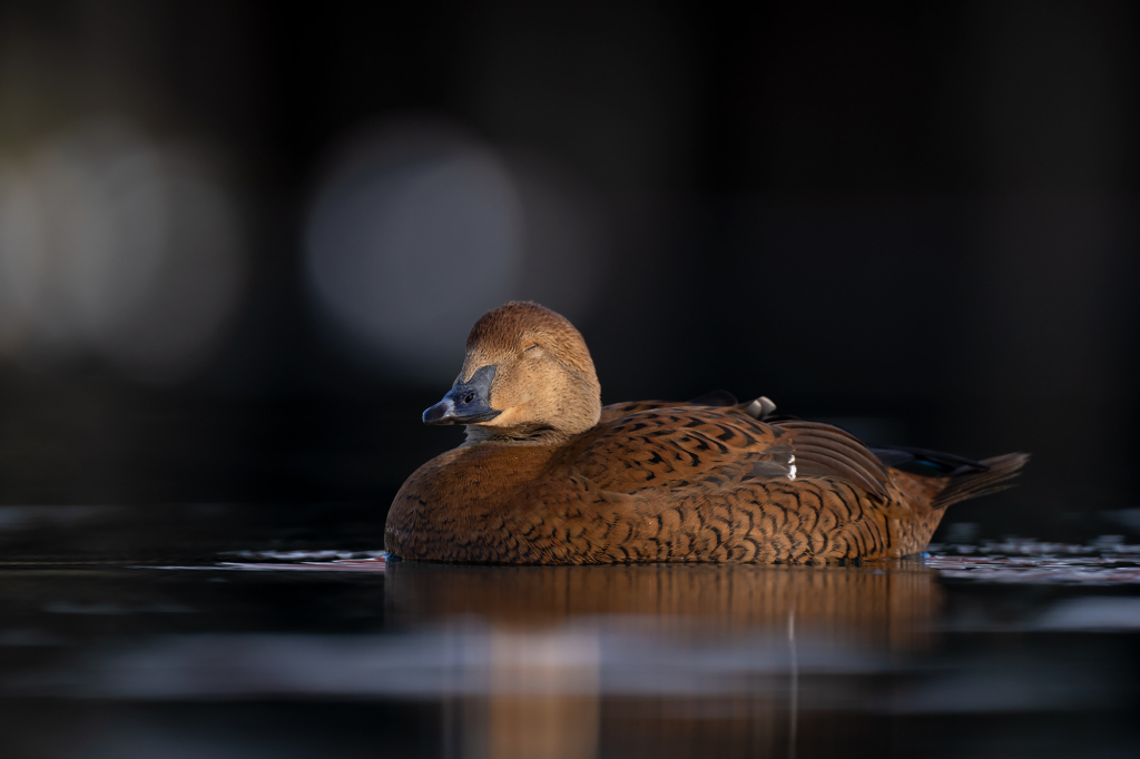 Arktisk vårvinterfågelfest i Varanger, Norge. Fotoresa med Wild Nature fotoresor. Foto Magnus Martinsson