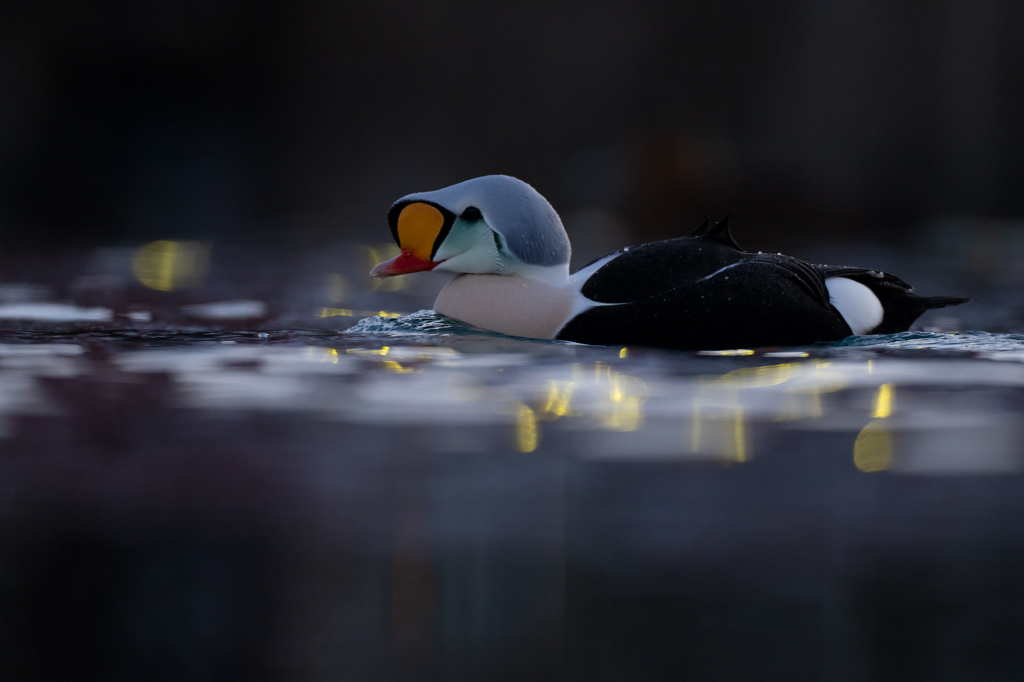 Arktisk vårvinterfågelfest i Varanger, Norge. Fotoresa med Wild Nature fotoresor. Foto Magnus Martinsson