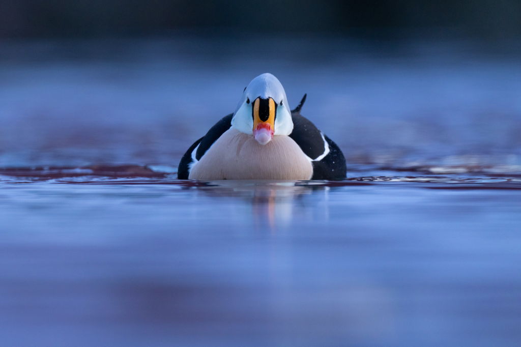 Arktisk vårvinterfågelfest i Varanger, Norge. Fotoresa med Wild Nature fotoresor. Foto Magnus Martinsson