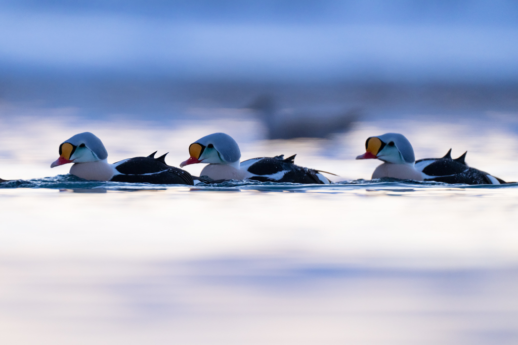 Arktisk vårvinterfågelfest i Varanger, Norge. Fotoresa med Wild Nature fotoresor. Foto Magnus Martinsson