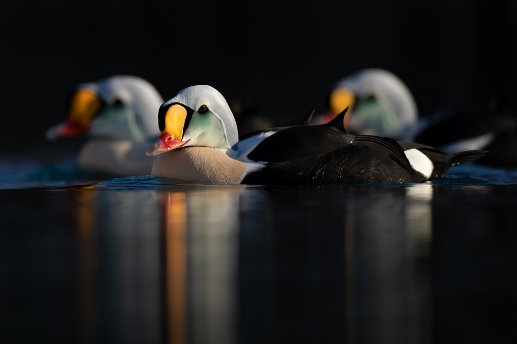 Arktisk vårvinterfågelfest i Varanger, Norge. Fotoresa med Wild Nature fotoresor. Foto Magnus Martinsson