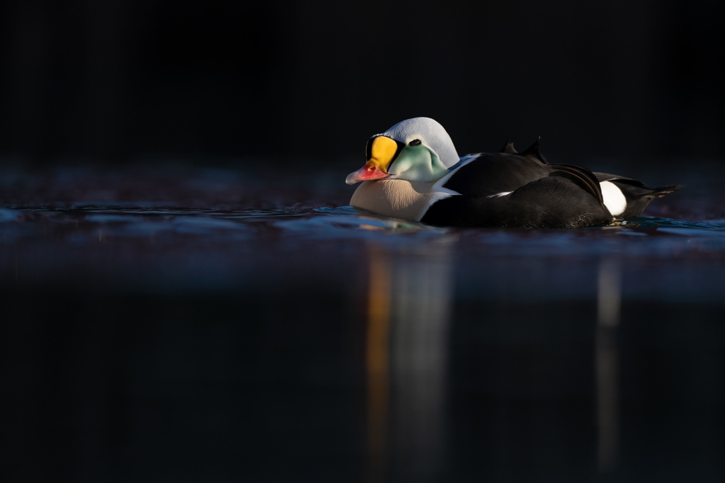 Arktisk vårvinterfågelfest i Varanger, Norge. Fotoresa med Wild Nature fotoresor. Foto Magnus Martinsson