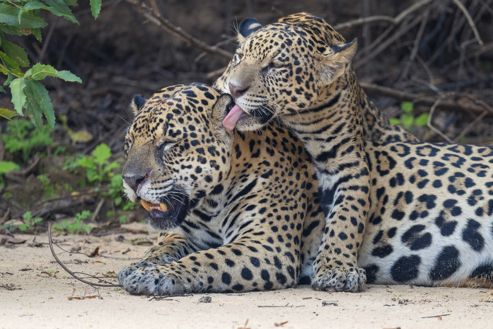 Pantanal, Brasilien - jaguarer, jätteuttrar och aror. Fotoresa med Wild Nature fotoresor. Foto: Staffan Widstrand