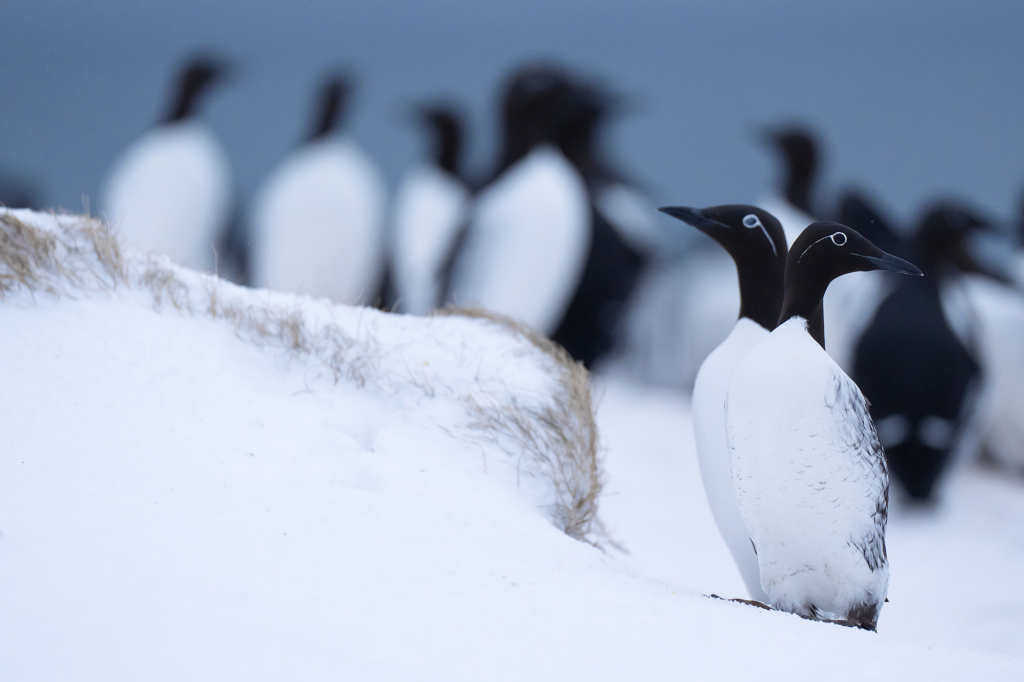 Arktisk vårvinterfågelfest i Varanger, Norge. Fotoresa med Wild Nature fotoresor. Foto Magnus Martinsson