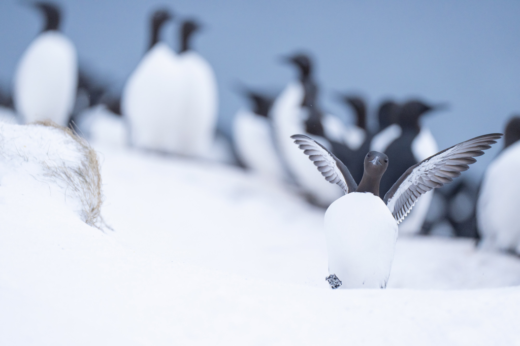 Arktisk vårvinterfågelfest i Varanger, Norge. Fotoresa med Wild Nature fotoresor. Foto Magnus Martinsson