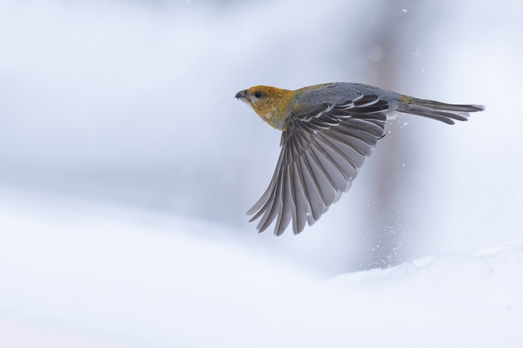 Arktisk vårvinterfågelfest i Varanger, Norge. Fotoresa med Wild Nature fotoresor. Foto Magnus Martinsson