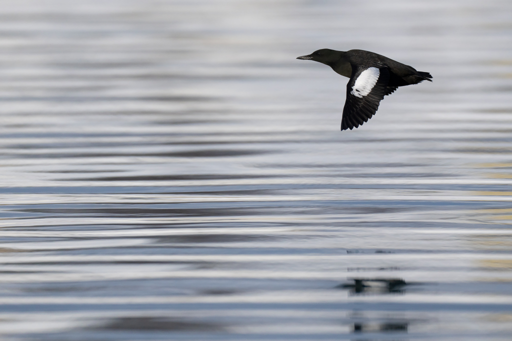 Arktisk vårvinterfågelfest i Varanger, Norge. Fotoresa med Wild Nature fotoresor. Foto Magnus Martinsson