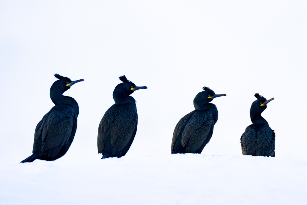 Arktisk vårvinterfågelfest i Varanger, Norge. Fotoresa med Wild Nature fotoresor. Foto Magnus Martinsson