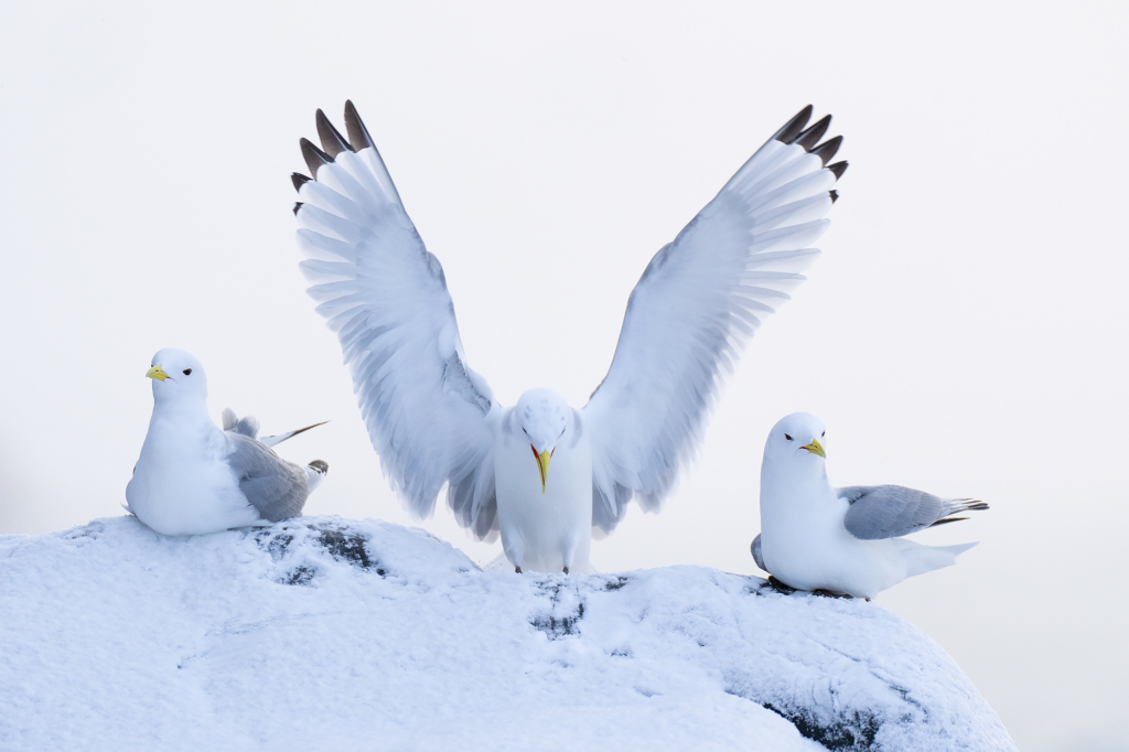 Arktisk vårvinterfågelfest i Varanger, Norge. Fotoresa med Wild Nature fotoresor. Foto Magnus Martinsson