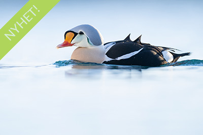 Arktisk vårvinterfågelfest i Varanger, Norge. Fotoresa med Wild Nature fotoresor. Foto Magnus Martinsson