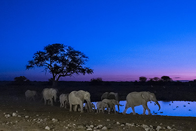 Etosha djurrik saltöken - Namibia. Fotoresa med Wild Nature fotoresor. Foto: Henrik Karlsson