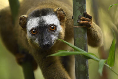 Madagaskar - förunderlig natur i lemurernas rike. Fotoresa med Wild Nature fotoresor. Foto: Jan Pedersen
