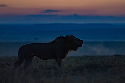 Lejon i Masai Mara, Kenya. Fotoresa med Wild Nature fotoresor. Foto Magnus Martinsson