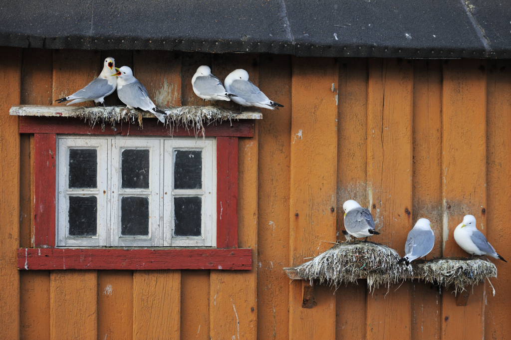 Arktiskt sommarfågelprakt i Varanger , Norge. Fotoresa med Wild Nature fotoresor. Foto: Staffan Widstrand