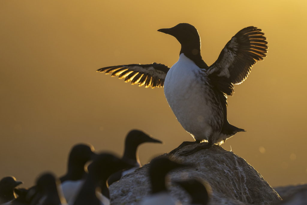 Arktiskt sommarfågelprakt i Varanger , Norge. Fotoresa med Wild Nature fotoresor. Foto: Staffan Widstrand