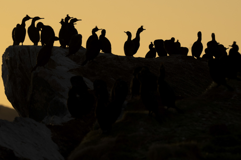 Arktiskt sommarfågelprakt i Varanger , Norge. Fotoresa med Wild Nature fotoresor. Foto: Staffan Widstrand