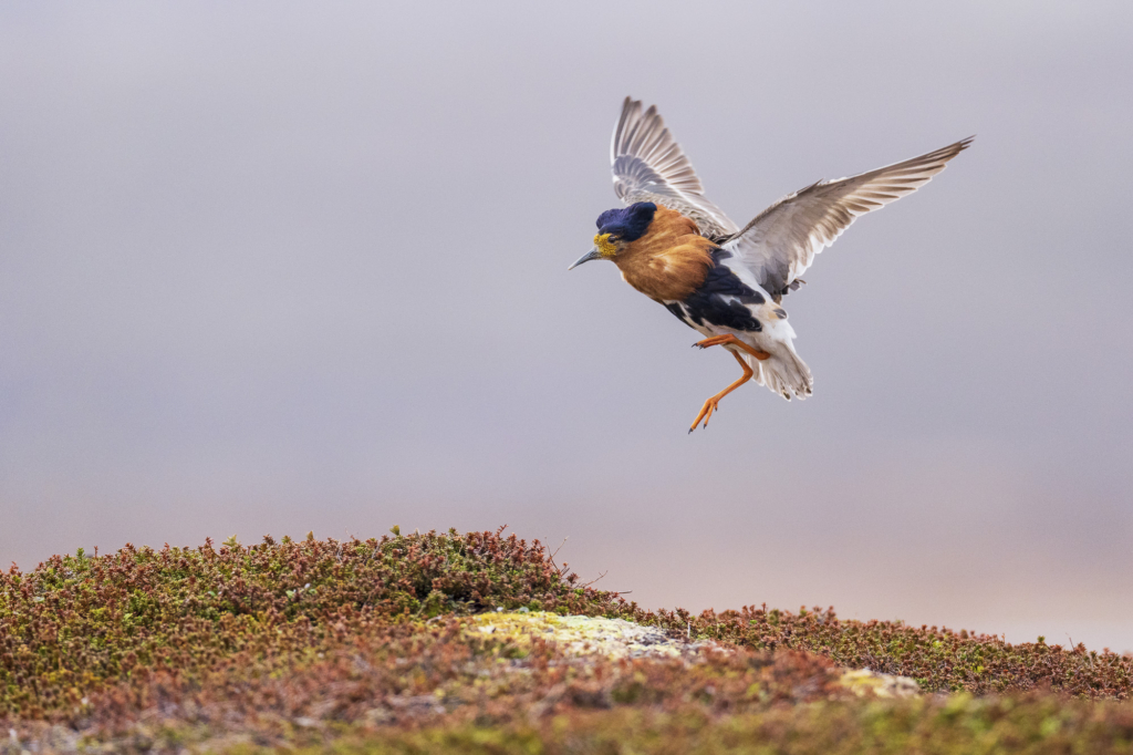 Arktiskt sommarfågelprakt i Varanger , Norge. Fotoresa med Wild Nature fotoresor. Foto: Staffan Widstrand