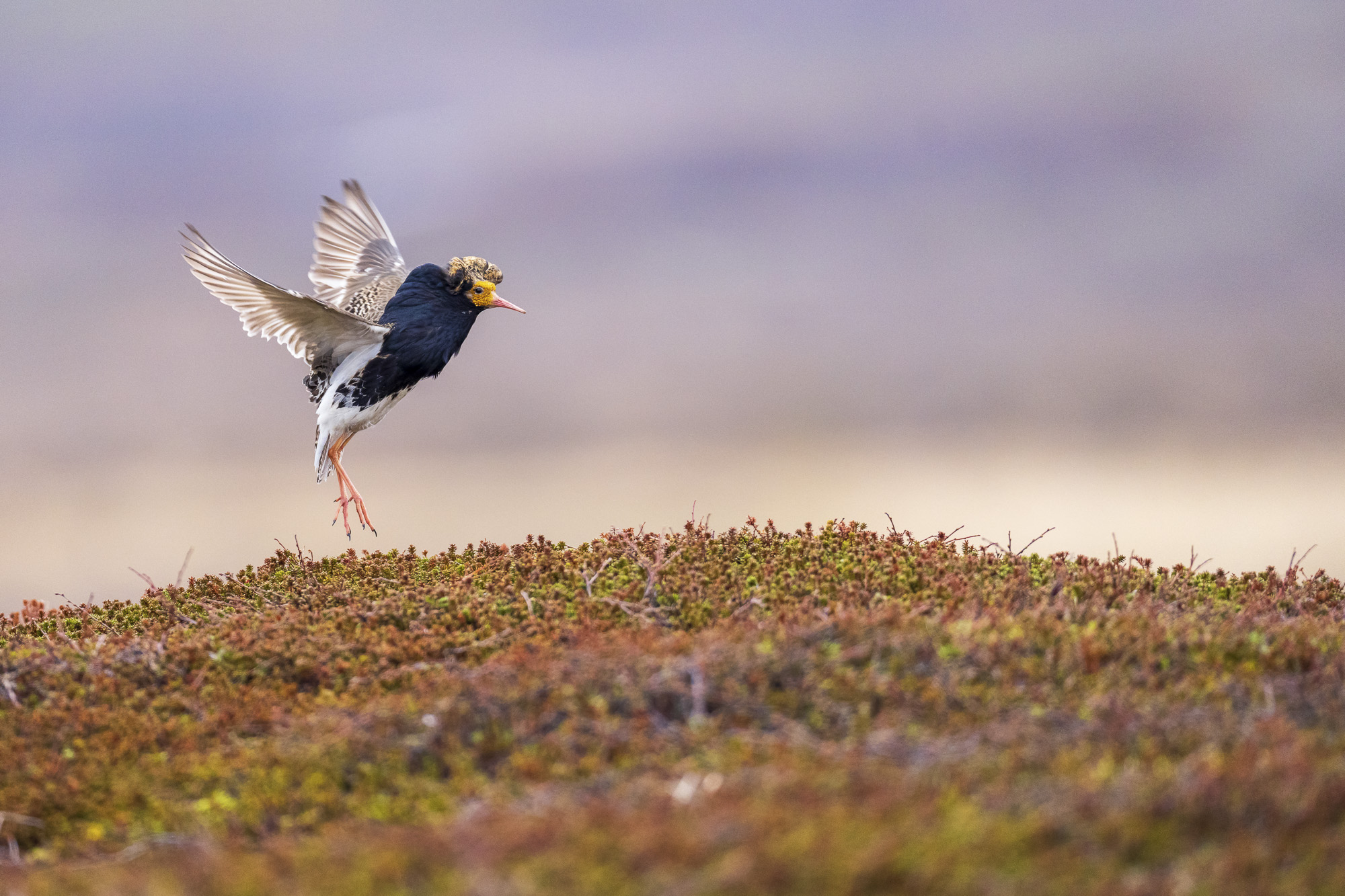 Arktiskt sommarfågelprakt i Varanger , Norge. Fotoresa med Wild Nature fotoresor. Foto: Staffan Widstrand
