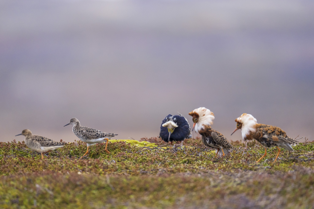 Arktiskt sommarfågelprakt i Varanger , Norge. Fotoresa med Wild Nature fotoresor. Foto: Staffan Widstrand