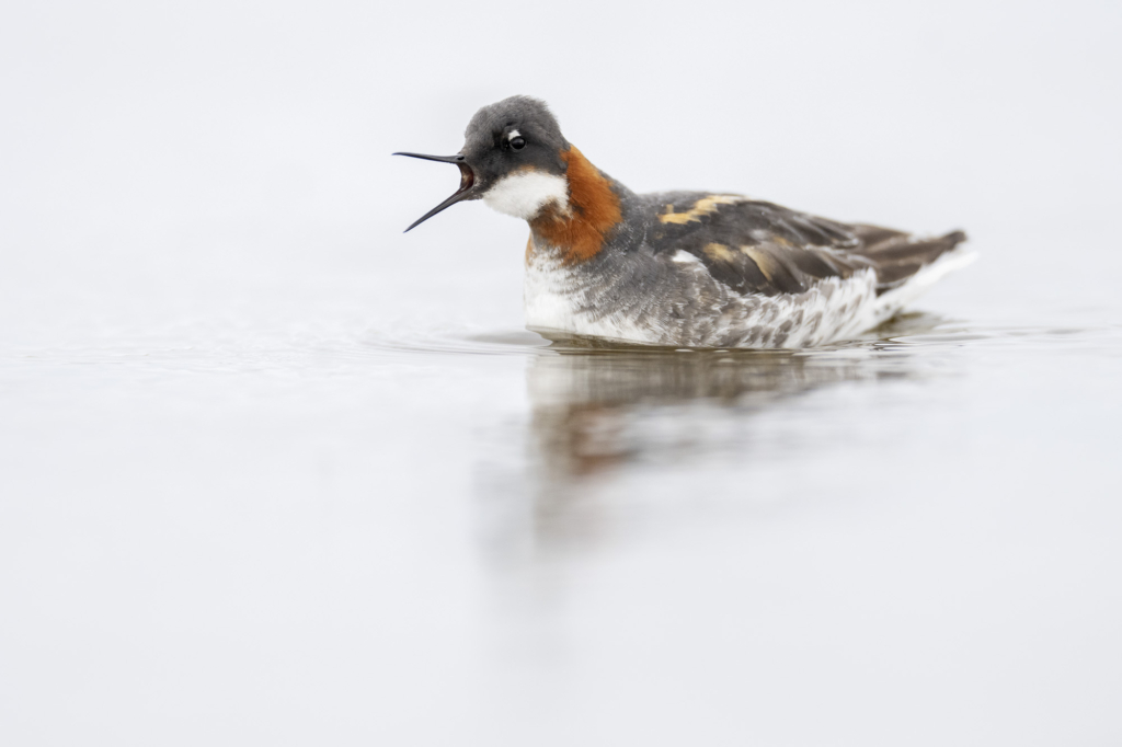 Arktiskt sommarfågelprakt i Varanger , Norge. Fotoresa med Wild Nature fotoresor. Foto: Staffan Widstrand