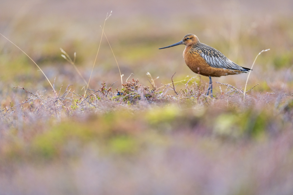 Arktiskt sommarfågelprakt i Varanger , Norge. Fotoresa med Wild Nature fotoresor. Foto: Staffan Widstrand