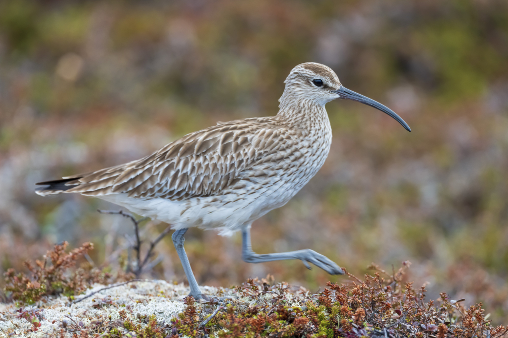 Arktiskt sommarfågelprakt i Varanger , Norge. Fotoresa med Wild Nature fotoresor. Foto: Staffan Widstrand