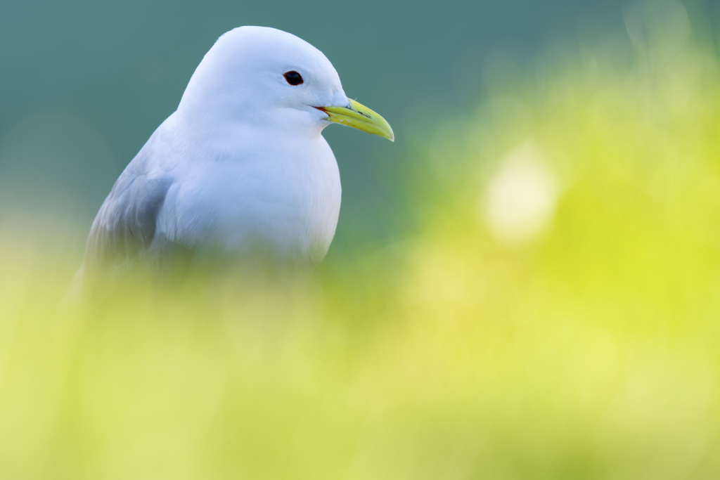 Arktiskt sommarfågelprakt i Varanger , Norge. Fotoresa med Wild Nature fotoresor. Foto: Staffan Widstrand