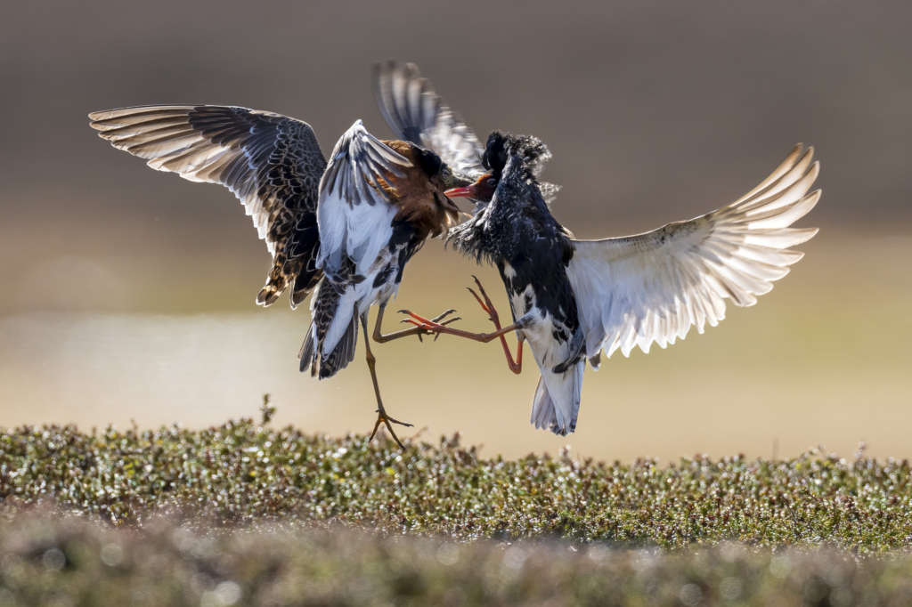 Arktiskt sommarfågelprakt i Varanger , Norge. Fotoresa med Wild Nature fotoresor. Foto: Staffan Widstrand