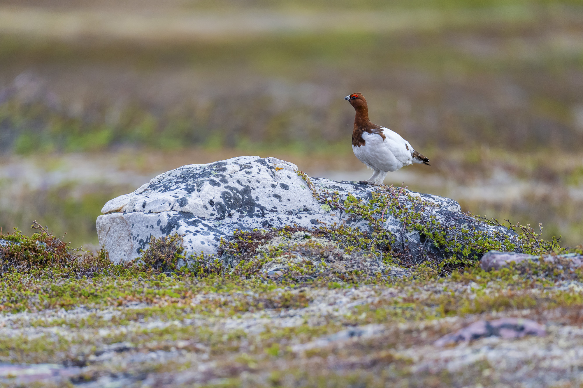 Arktiskt sommarfågelprakt i Varanger , Norge. Fotoresa med Wild Nature fotoresor. Foto: Staffan Widstrand