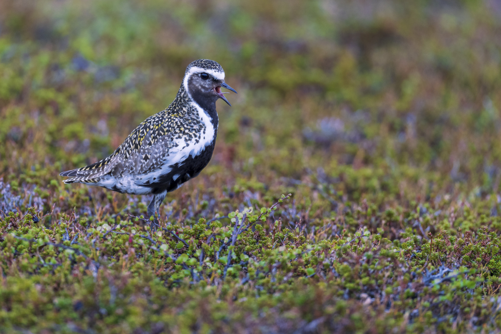 Arktiskt sommarfågelprakt i Varanger , Norge. Fotoresa med Wild Nature fotoresor. Foto: Staffan Widstrand