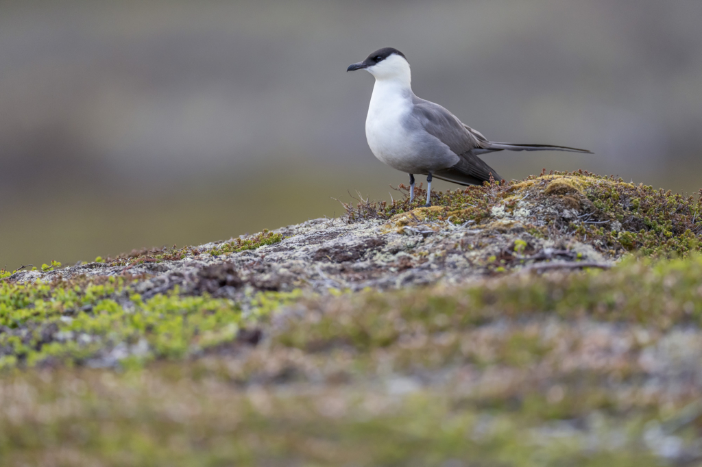 Arktiskt sommarfågelprakt i Varanger , Norge. Fotoresa med Wild Nature fotoresor. Foto: Staffan Widstrand