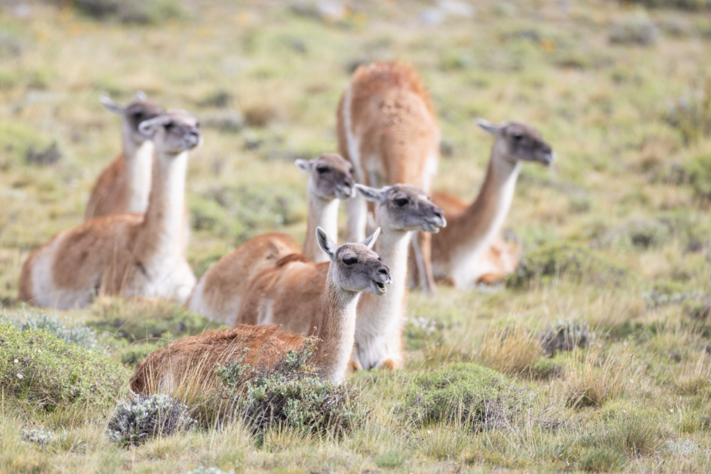 Pumor och kondorer i Patagonien, Chile. Fotoresa med Wild Nature fotoresor. 