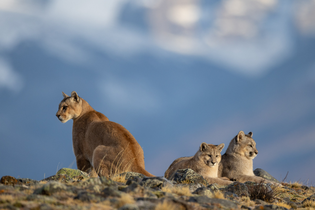 Pumor och kondorer i Patagonien, Chile. Fotoresa med Wild Nature fotoresor. 