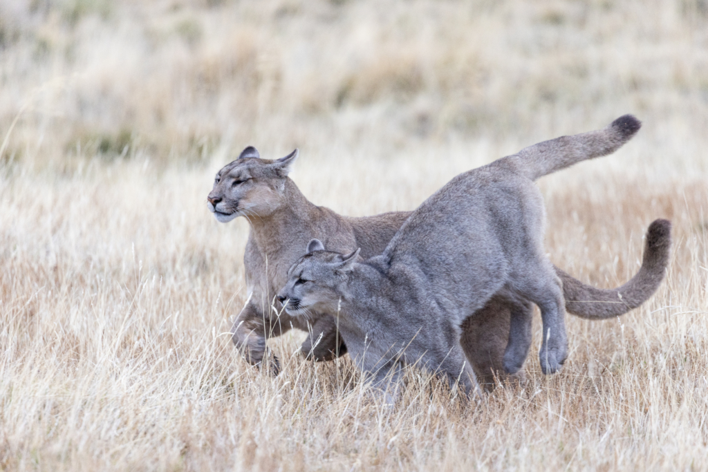 Pumor och kondorer i Patagonien, Chile. Fotoresa med Wild Nature fotoresor. 