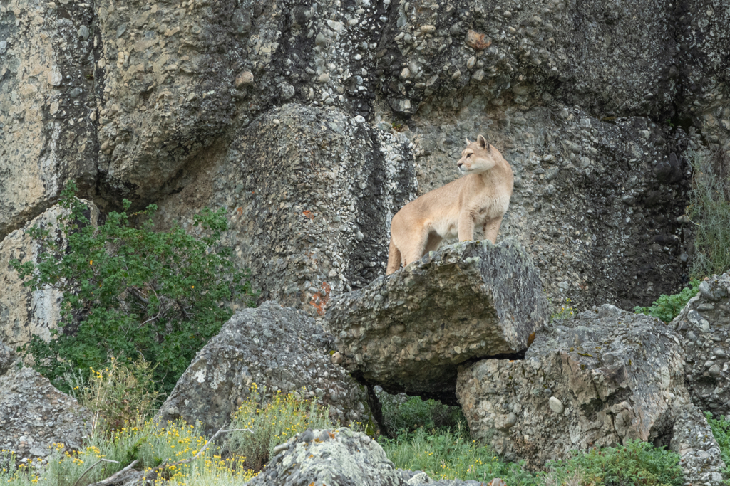 Pumor och kondorer i Patagonien, Chile. Fotoresa med Wild Nature fotoresor. 